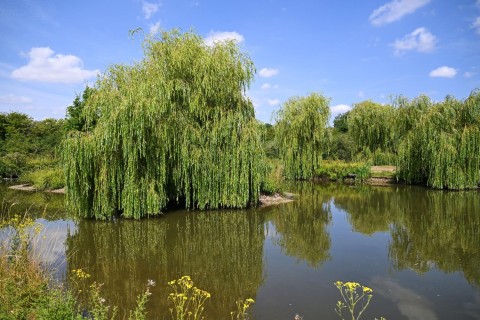 View Full Details for Plot 34, The Kingston, Cygnets Rest, Drakes Broughton